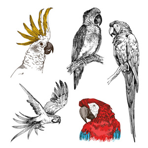 一套手绘素描黑色和白色与五颜六色的复古异国情调的热带鸟类鹦鹉鹦鹉和鹦鹉。向量例证查出的对象