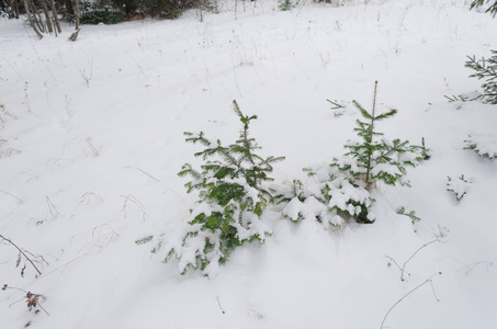 雪地里有两棵小圣诞树