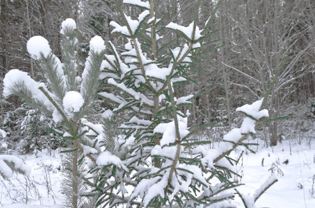 云杉松树雪霜木