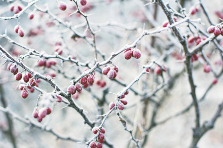巴宝莉的浆果。 巴宝莉在树枝上。 巴宝莉在树枝上结霜。 冬季背景。