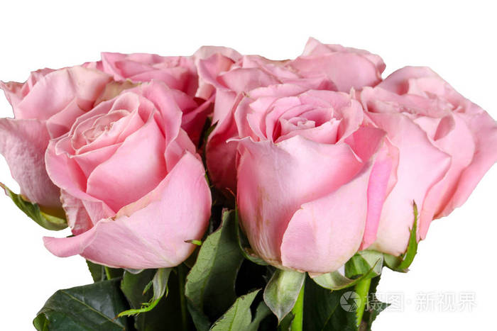 白色背景的粉红色玫瑰花束