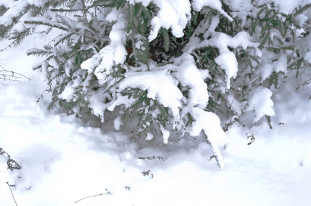 雪冬天的云杉树