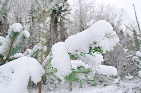 雪冬里的松树
