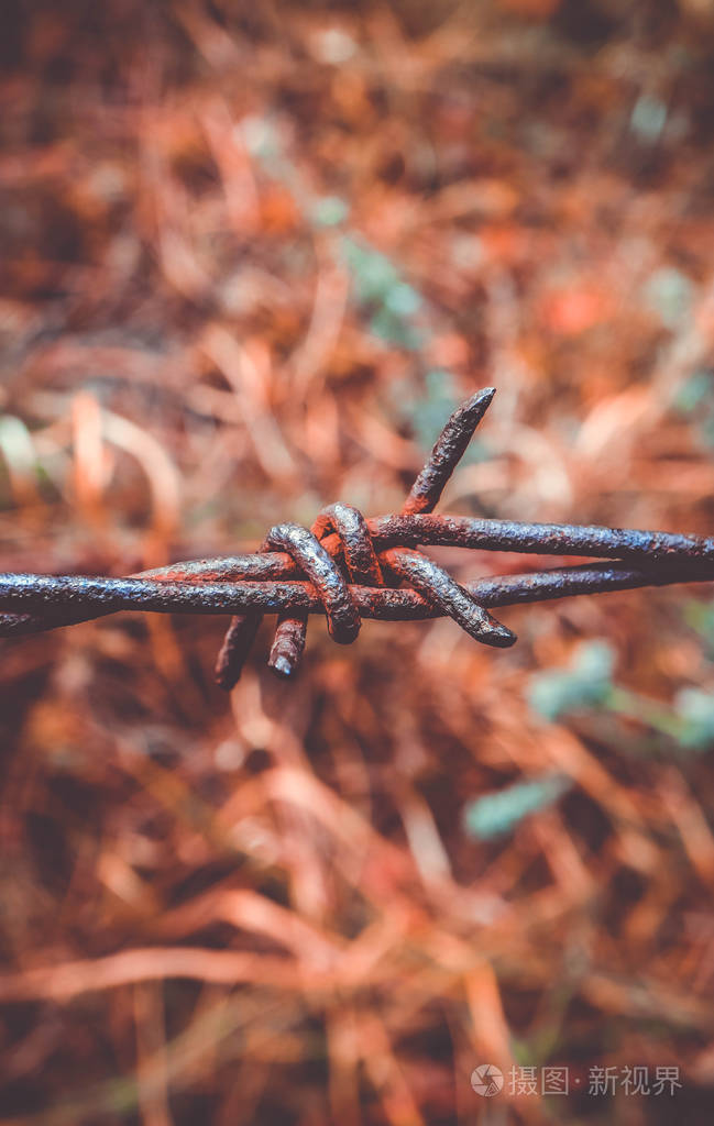 旧的生锈的铁丝网关闭了. 带刺铁丝网的电气化栅栏. 禁区概念秋草.