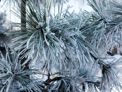 冬天雪松圣诞节的场景. 冷杉枝条上覆盖着霜冻的奇观.