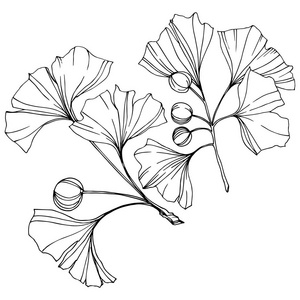 雕刻的黑白银杏叶.植物植物园.隔离银杏插图元素照片