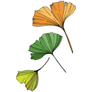 银杏银杏叶集合图片