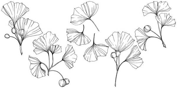 雕刻的黑白银杏叶.植物植物园.隔离银杏插图元素照片