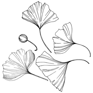 银杏银杏叶集合图片-银杏银杏叶集合素材-银杏银杏叶集合插画-摄图新