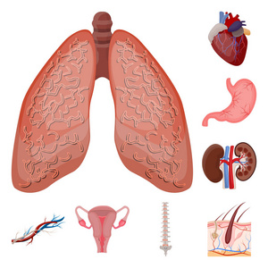 人体和人体标志的矢量设计。身体和医学股票向量例证的汇集