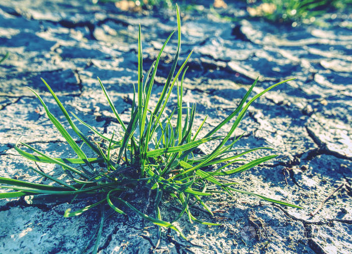 植物在干燥的裂泥沙漠贫瘠的植物干草草皮在硬干粘土上
