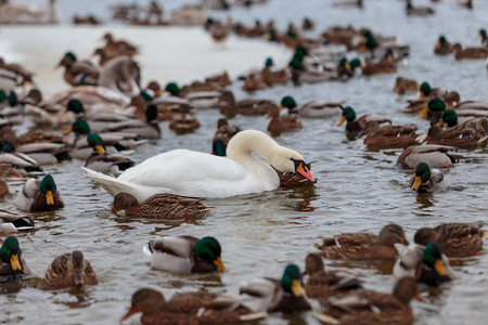 被鸭子包围的白色天鹅在寒冷的冬季河流中游泳. 选择性聚焦.照片