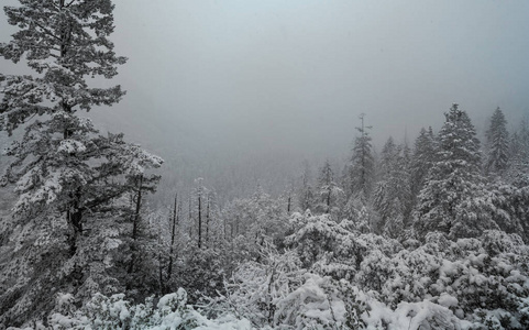 冬季雪覆盖森林。 很适合圣诞节背景。