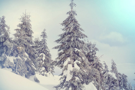 冬季雪覆盖森林。 很适合圣诞节背景。