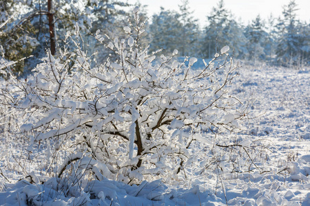 冬天森林里白雪覆盖的树木