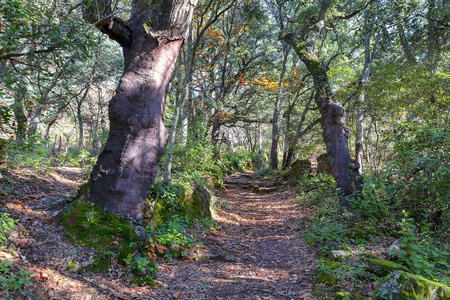 北畠显家 太平记_北太平洋垃圾漩涡_太平天国北王