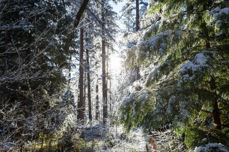 冬季雪覆盖森林。 很适合圣诞节背景。