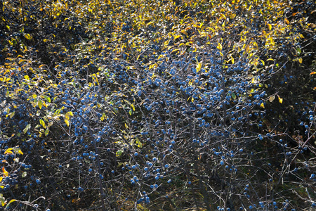 树的果实与李子相似,具有独特的愈合和有益的特性照片