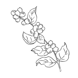 忍冬果图片-忍冬果素材-忍冬果插画-摄图新视界