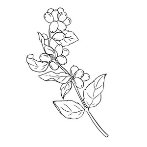 五叶铁线莲感恩的中心与秋天叶子花束和苹果浆果偶像放置花园忍冬支持