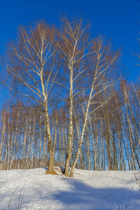 在阳光明媚的冬日早晨看到冰冻的树木