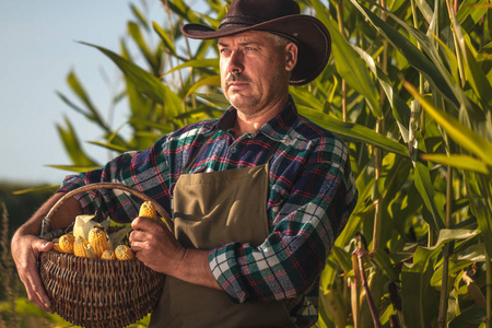 一个农民戴着帽子围裙，在玉米地日落时带着一篮子多汁的成熟玉米的肖像。 农业