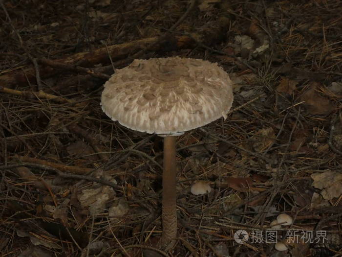 秋天森林里的大伞蘑菇