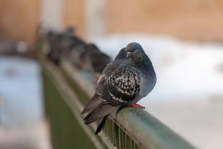 一群灰色的鸽子坐在栏杆上