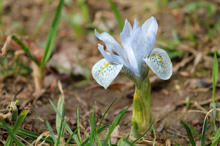 冬虹膜的浅蓝色花朵..鸢尾和鸢尾混合