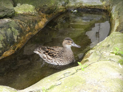 鸭子在有石头的池塘里游泳