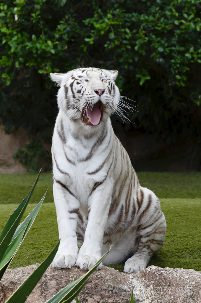 一只白虎坐着打哈欠的肖像白虎是孟加拉虎的色素沉着变体
