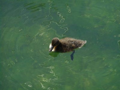 鸭子的小鸡在池塘的水里游泳