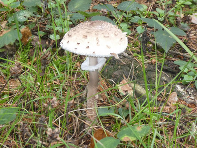 秋天森林里的大伞蘑菇