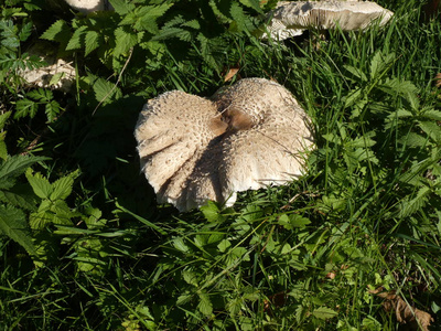 秋天绿草林中的大阳伞蘑菇