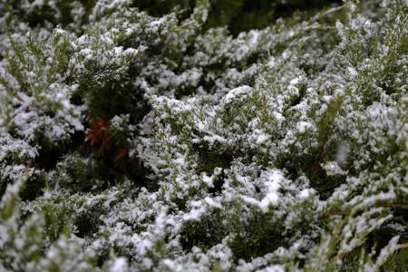 一种美丽的冬季植物，覆盖着雪和霜