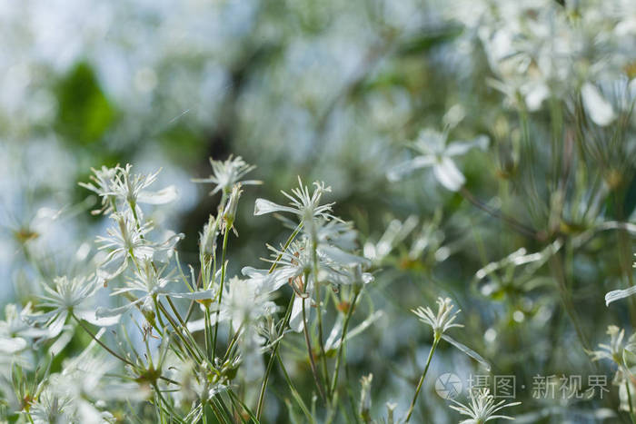 田野上的白花