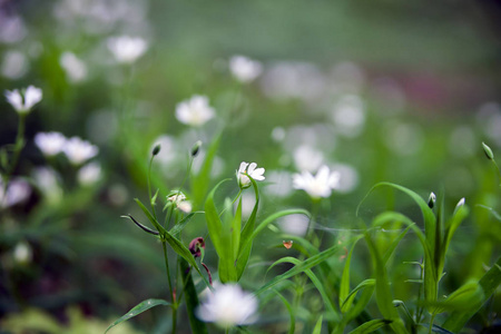 草地上有白色的花