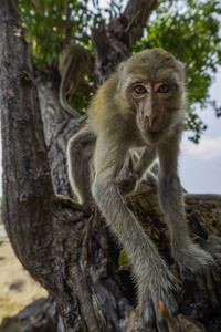 食蟹猴斑猴束又称长尾猕猴，注视镜头