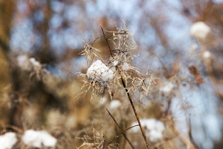 冬季背景积雪覆盖冬林灌木丛。 树枝上有松散的雪，集中在模糊的森林背景上。 雪中灌木丛上的叶子。 白雪覆盖的灌木丛树枝在雪地上。