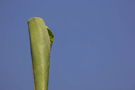 香蕉树的绿叶皮桑图片