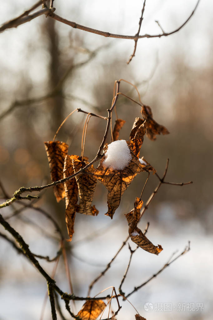 冬天雪松圣诞节的场景. 冷杉枝条上覆盖着霜冻的奇观.