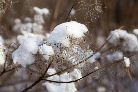 冬季背景积雪覆盖冬林灌木丛。 树枝上有松散的雪，集中在模糊的森林背景上。 雪中灌木丛上的叶子。 白雪覆盖的灌木丛树枝在雪地上。