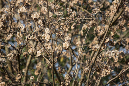 缅甸帕陶克树棕色干叶和花