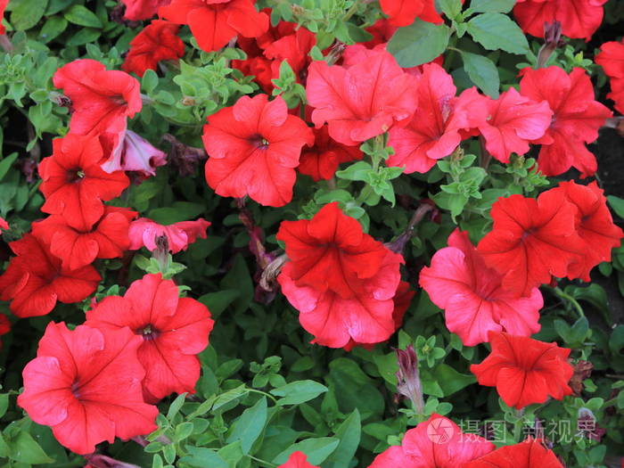红色矮牵牛花靠近上文视