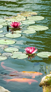 鱼和莲花在水中的形象照片