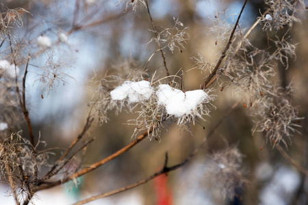 冬季背景积雪覆盖冬林灌木丛。 树枝上有松散的雪，集中在模糊的森林背景上。 雪中灌木丛上的叶子。 白雪覆盖的灌木丛树枝在雪地上。