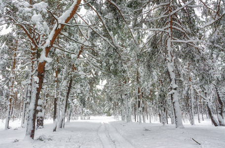 冬天。 下雪的森林。 漂流