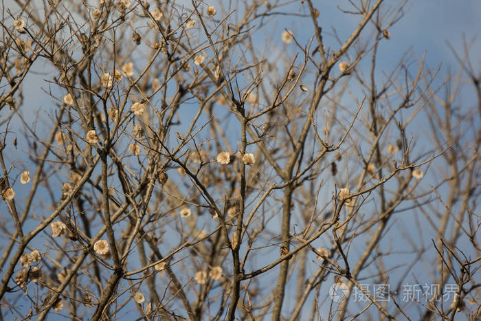 缅甸帕陶克树棕色干叶和花