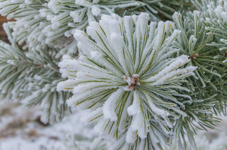 冬天新年的美丽背景。 雪中圣诞树的迷人绿色树枝。