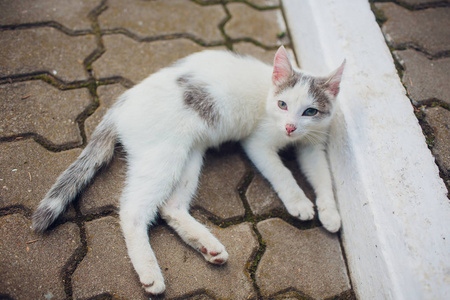 仰面躺着的猫在公园里享受阳光图片